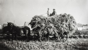 Høet køres hjem                        